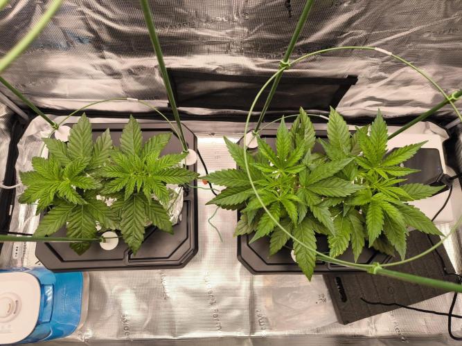 Lemon Cherry Gelato, Jealousy. Week 5