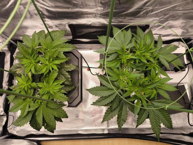 Lemon Cherry Gelato, Jealousy. Week 5