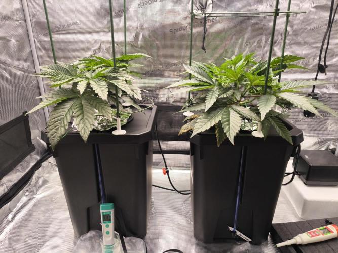 Lemon Cherry Gelato, Jealousy. Week 5