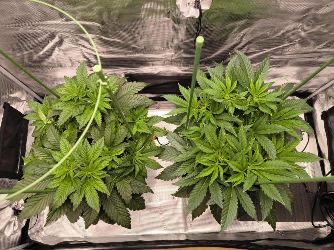 Lemon Cherry Gelato, Jealousy. Week 6 - W6
LCG, Jealousy 