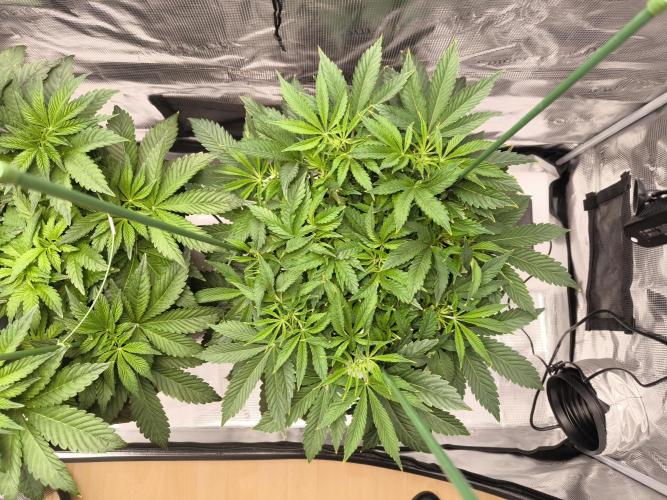 Lemon Cherry Gelato, Jealousy. Week 7 - Jealousy 