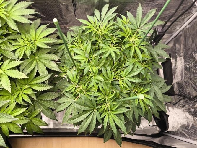 Lemon Cherry Gelato, Jealousy. Week 8 - Jealousy 
