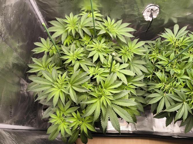 Lemon Cherry Gelato, Jealousy. Week 8 - Lemon Cherry Gelato 