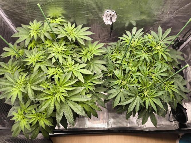 Lemon Cherry Gelato, Jealousy. Week 8
