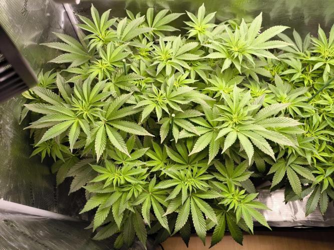Lemon Cherry Gelato, Jealousy. Week 9 - Lemon Cherry Gelato 