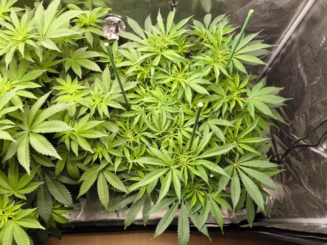 Lemon Cherry Gelato, Jealousy. Week 9 - Jealousy 