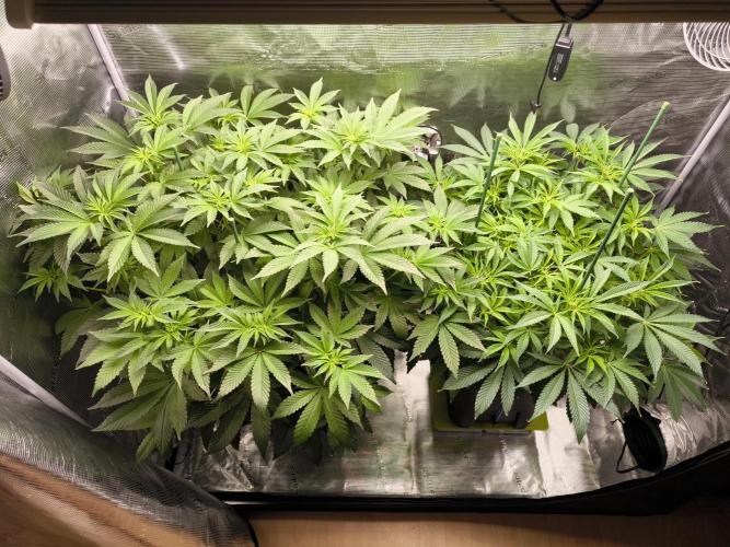Lemon Cherry Gelato, Jealousy. Week 9