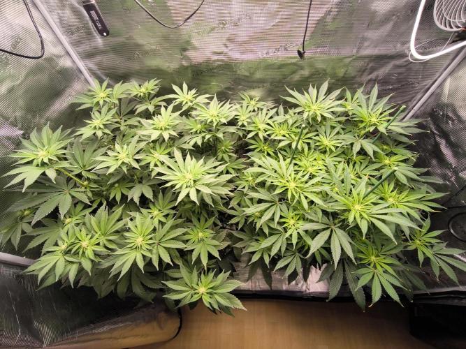 Lemon Cherry Gelato, Jealousy. Week 10