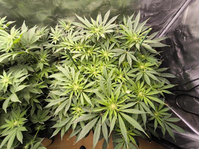 Lemon Cherry Gelato, Jealousy. Week 10