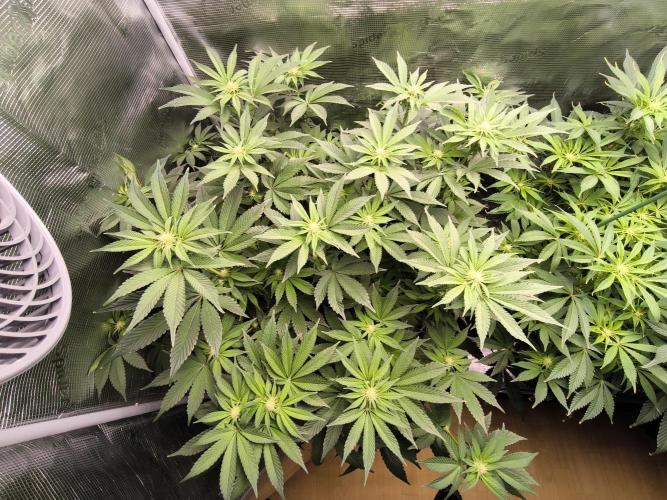 Lemon Cherry Gelato, Jealousy. Week 10