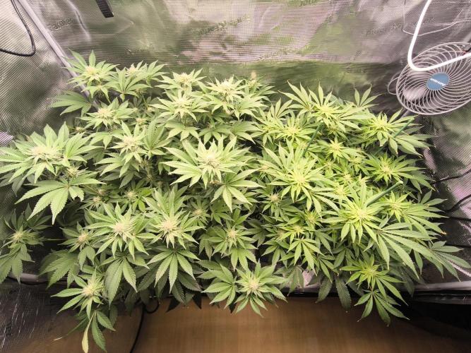 Lemon Cherry Gelato, Jealousy. Week 11