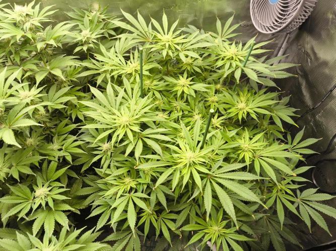 Lemon Cherry Gelato, Jealousy. Week 11 - Jealousy 