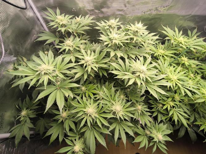 Lemon Cherry Gelato, Jealousy. Week 11 - Lemon Cherry Gelato 
