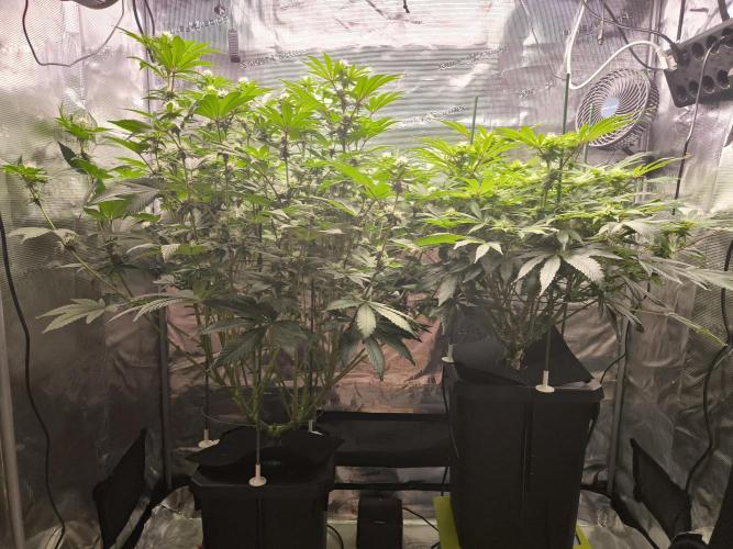 Lemon Cherry Gelato, Jealousy. Week 11