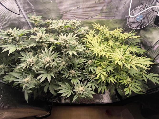 Lemon Cherry Gelato, Jealousy. Week 12