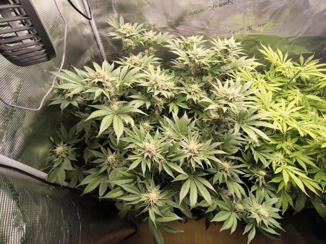 Lemon Cherry Gelato, Jealousy. Week 12 - LCG 