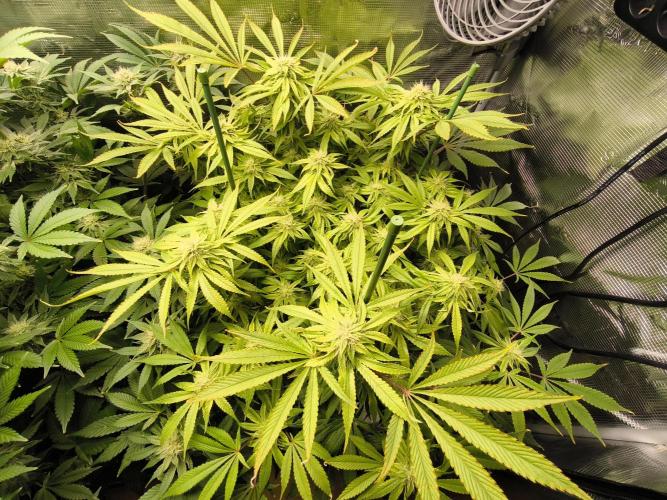 Lemon Cherry Gelato, Jealousy. Week 12 - Jealousy 