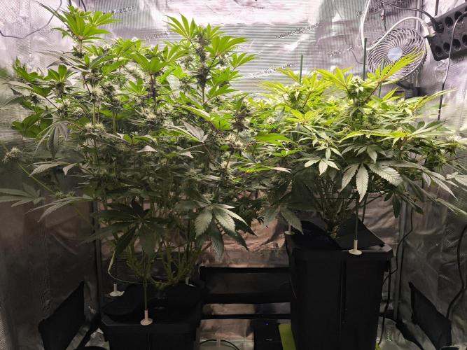 Lemon Cherry Gelato, Jealousy. Week 12