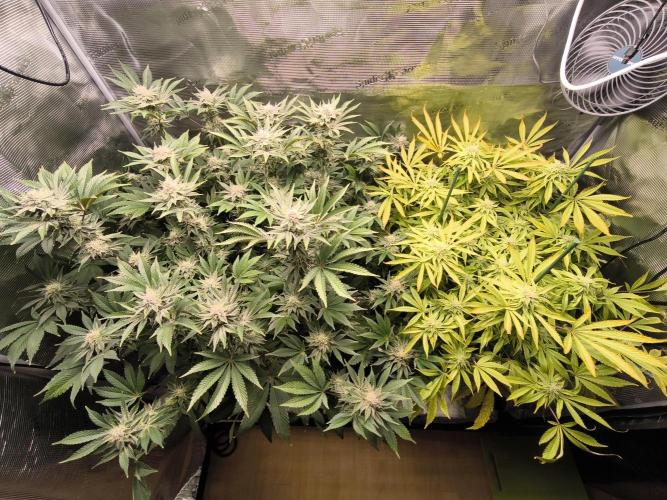 Lemon Cherry Gelato, Jealousy. Week 13