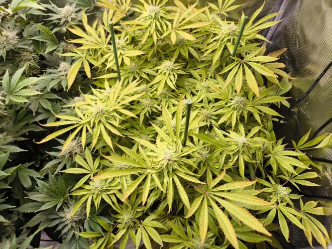 Lemon Cherry Gelato, Jealousy. Week 13