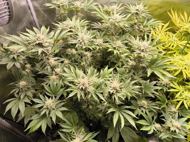 Lemon Cherry Gelato, Jealousy. Week 13