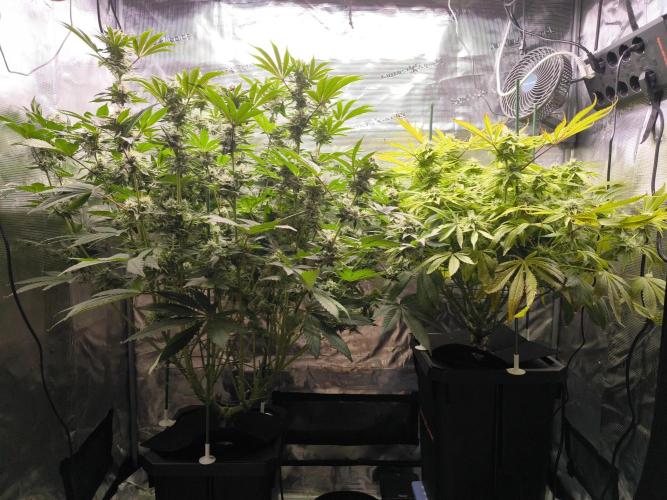 Lemon Cherry Gelato, Jealousy. Week 13