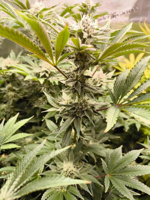 Lemon Cherry Gelato, Jealousy. Week 13