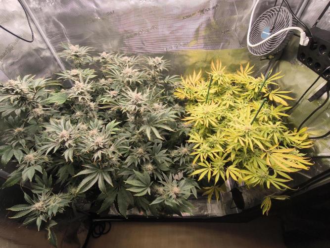 Lemon Cherry Gelato, Jealousy. Week 14