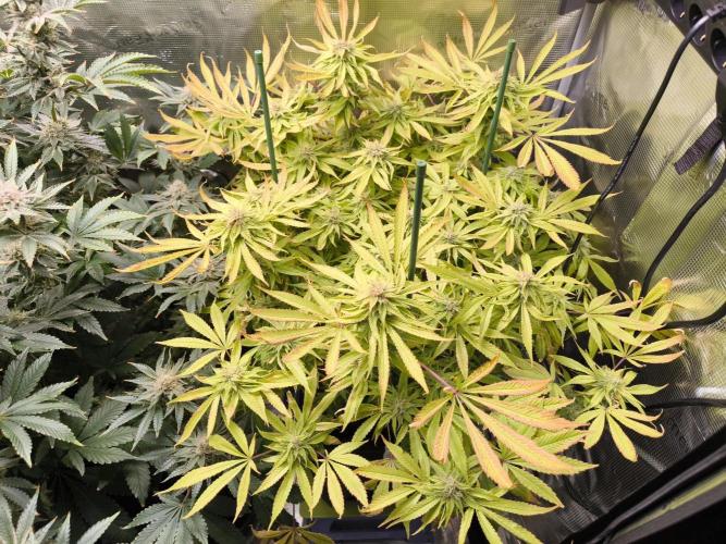 Lemon Cherry Gelato, Jealousy. Week 14