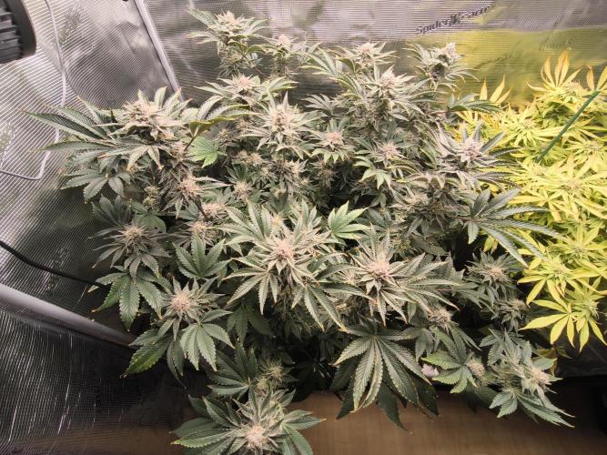 Lemon Cherry Gelato, Jealousy. Week 14