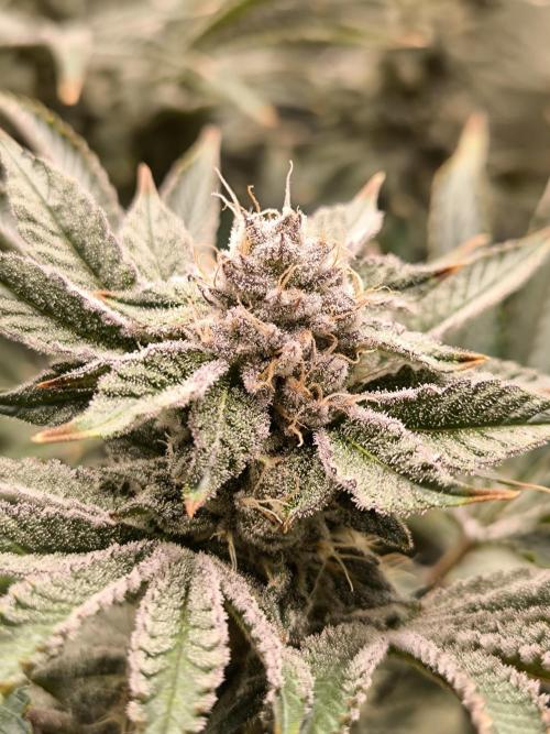Lemon Cherry Gelato, Jealousy. Week 14