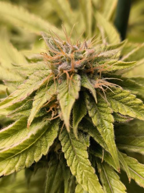 Lemon Cherry Gelato, Jealousy. Week 14
