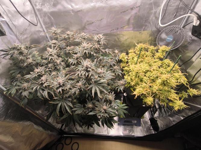 Lemon Cherry Gelato, Jealousy. Week 15