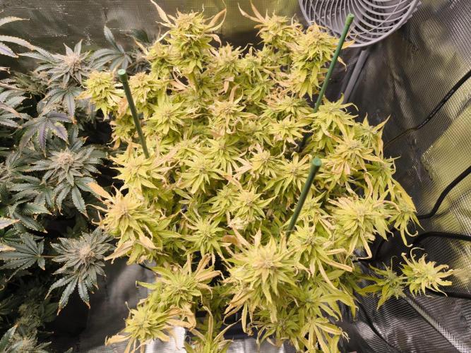 Lemon Cherry Gelato, Jealousy. Week 15
