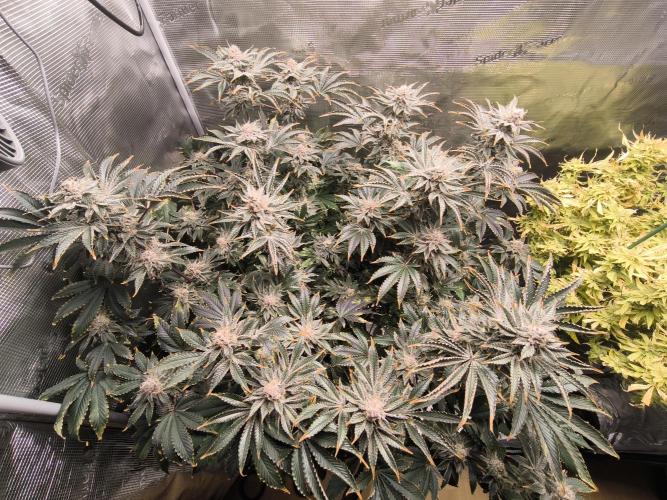 Lemon Cherry Gelato, Jealousy. Week 15