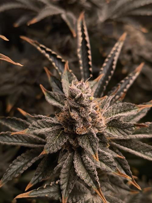 Lemon Cherry Gelato, Jealousy. Week 15