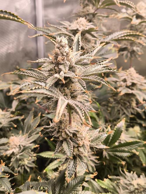 Lemon Cherry Gelato, Jealousy. Week 15