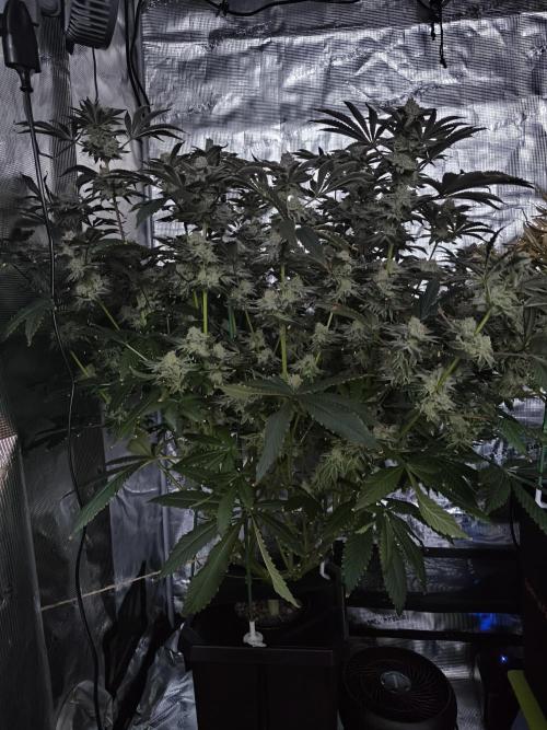 Lemon Cherry Gelato, Jealousy. Week 15