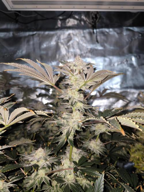 Lemon Cherry Gelato, Jealousy. Week 15