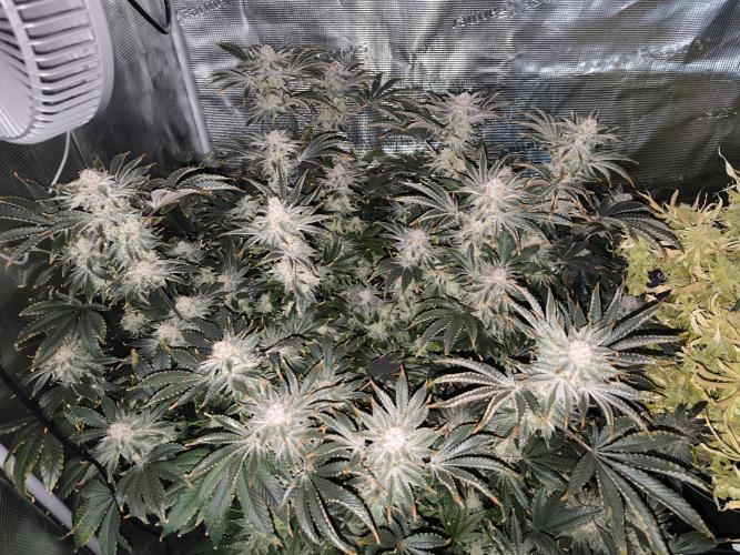 Lemon Cherry Gelato, Jealousy. Week 15