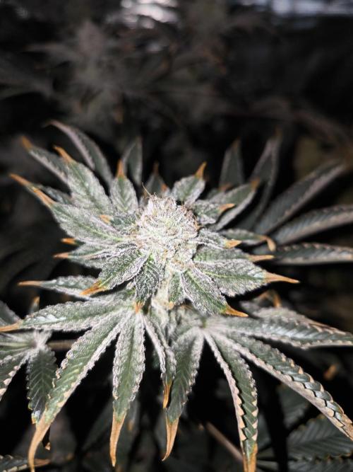 Lemon Cherry Gelato, Jealousy. Week 15