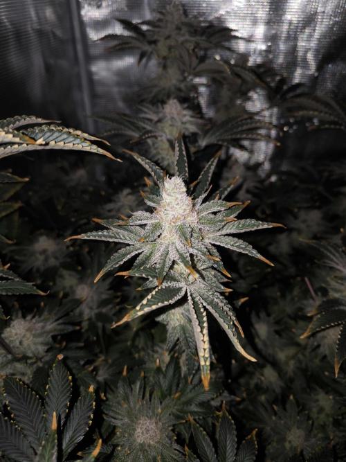 Lemon Cherry Gelato, Jealousy. Week 15