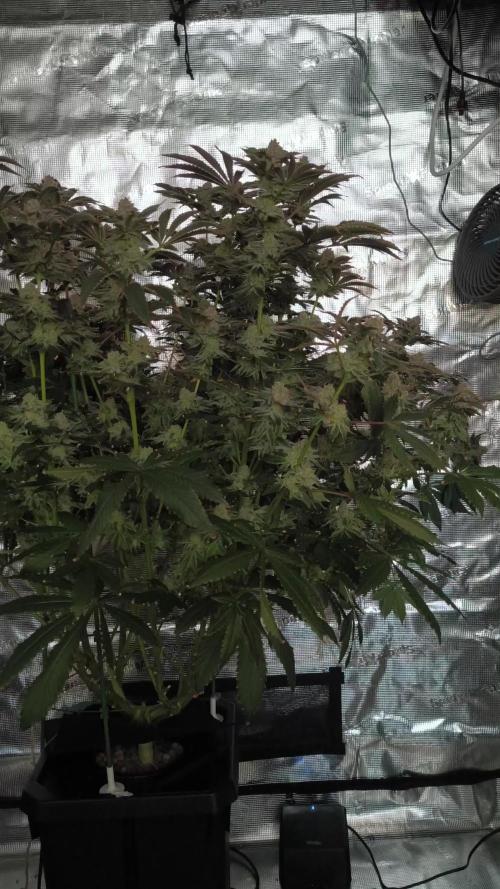 Lemon Cherry Gelato, Jealousy