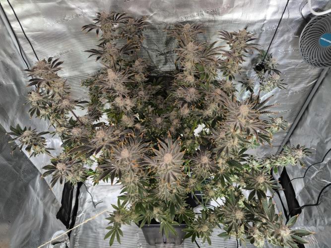 Lemon Cherry Gelato, Jealousy. Week 16