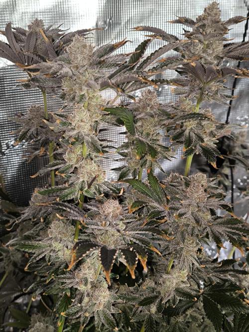 Lemon Cherry Gelato, Jealousy. Week 16