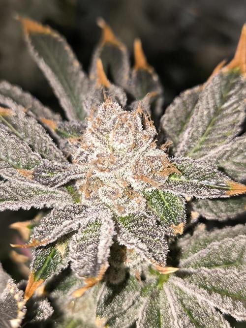 Lemon Cherry Gelato, Jealousy. Week 16