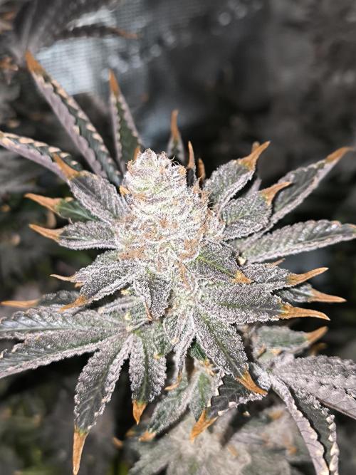 Lemon Cherry Gelato, Jealousy. Week 16