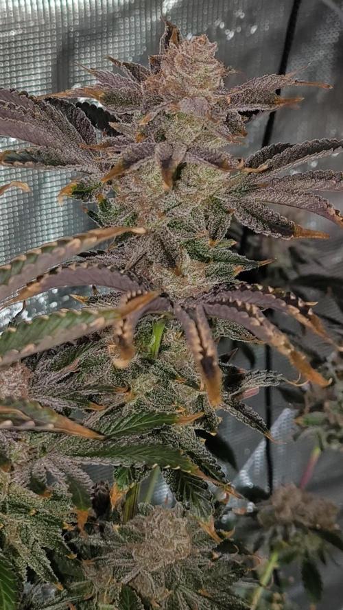 Lemon Cherry Gelato, Jealousy