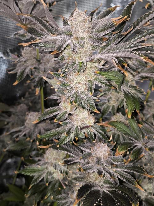 Lemon Cherry Gelato, Jealousy. Week 16