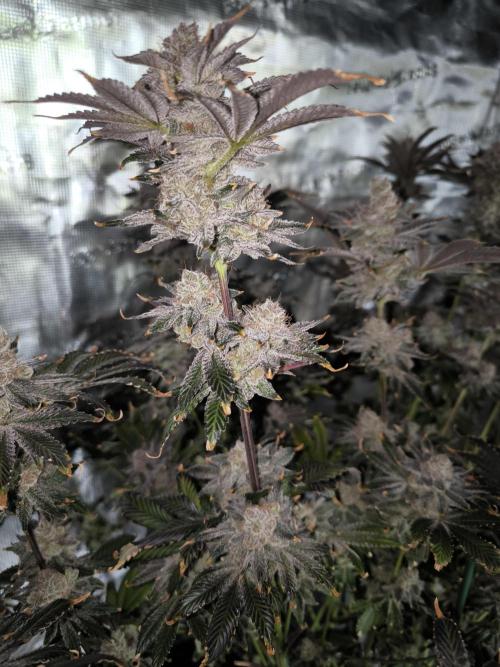 Lemon Cherry Gelato, Jealousy. Week 16
